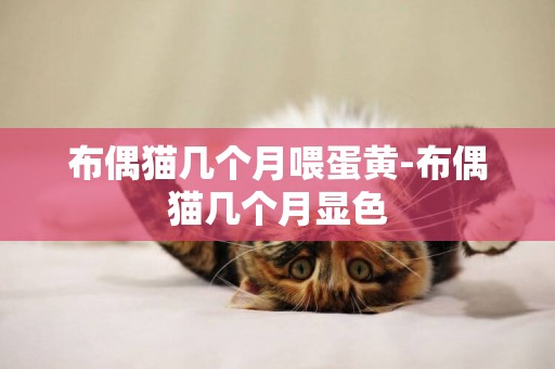 布偶貓幾個月喂蛋黃-布偶貓幾個月顯色