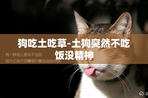 狗吃土吃草-土狗突然不吃飯沒精神