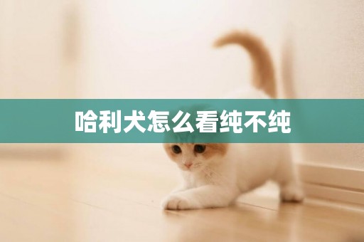 哈利犬怎么看純不純