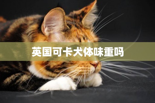 英國可卡犬體味重嗎
