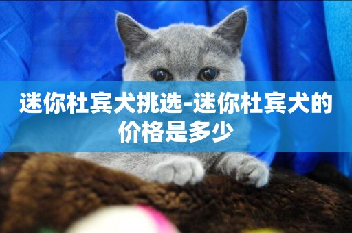 迷你杜賓犬挑選-迷你杜賓犬的價格是多少