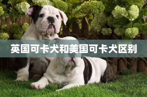 英國可卡犬和美國可卡犬區別