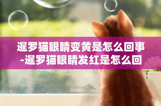 暹羅貓眼睛變黃是怎么回事-暹羅貓眼睛發紅是怎么回事