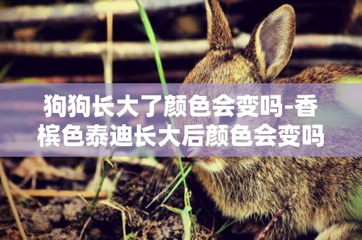 狗狗長大了顏色會變嗎-香檳色泰迪長大后顏色會變嗎