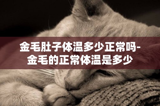 金毛肚子體溫多少正常嗎-金毛的正常體溫是多少