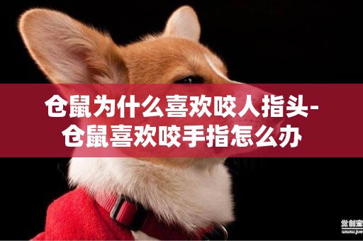 倉鼠為什么喜歡咬人指頭-倉鼠喜歡咬手指怎么辦