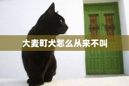 大麥町犬怎么從來不叫