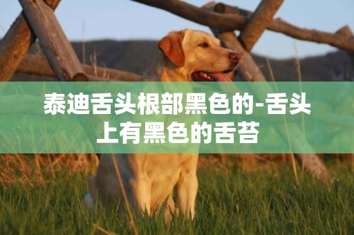 泰迪舌頭根部黑色的-舌頭上有黑色的舌苔