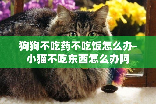 狗狗不吃藥不吃飯怎么辦-小貓不吃東西怎么辦阿