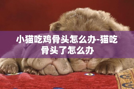 小貓吃雞骨頭怎么辦-貓吃骨頭了怎么辦