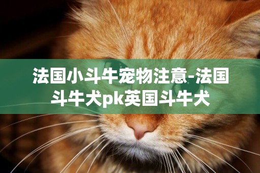 法國小斗牛寵物注意-法國斗牛犬pk英國斗牛犬
