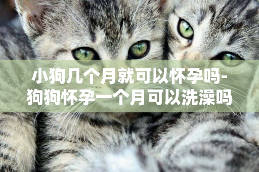 小狗幾個月就可以懷孕嗎-狗狗懷孕一個月可以洗澡嗎