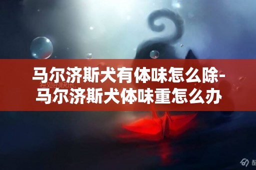 馬爾濟斯犬有體味怎么除-馬爾濟斯犬體味重怎么辦
