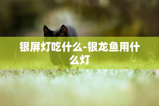 銀屏燈吃什么-銀龍魚用什么燈