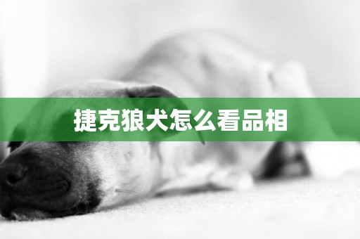 捷克狼犬怎么看品相