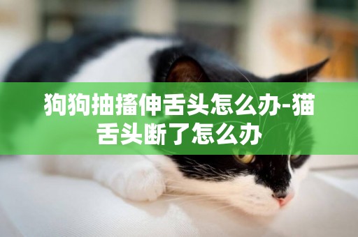 狗狗抽搐伸舌頭怎么辦-貓舌頭斷了怎么辦
