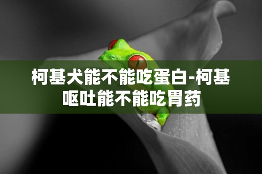 柯基犬能不能吃蛋白-柯基嘔吐能不能吃胃藥