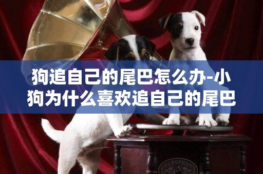 狗追自己的尾巴怎么辦-小狗為什么喜歡追自己的尾巴