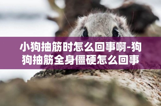 小狗抽筋時怎么回事啊-狗狗抽筋全身僵硬怎么回事