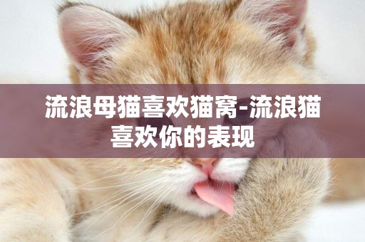 流浪母貓喜歡貓窩-流浪貓喜歡你的表現