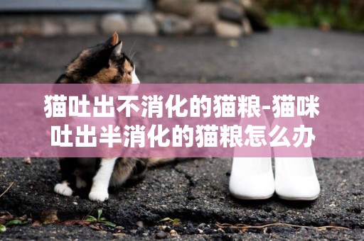 貓吐出不消化的貓糧-貓咪吐出半消化的貓糧怎么辦