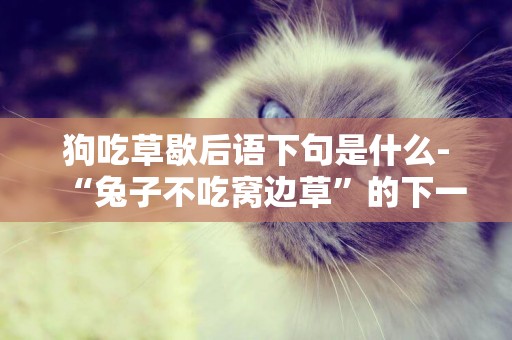 狗吃草歇后語下句是什么-“兔子不吃窩邊草”的下一句是什么