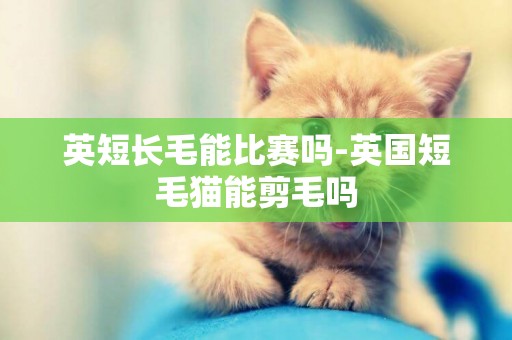 英短長毛能比賽嗎-英國短毛貓能剪毛嗎