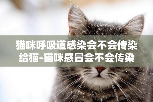 貓咪呼吸道感染會不會傳染給貓-貓咪感冒會不會傳染給人