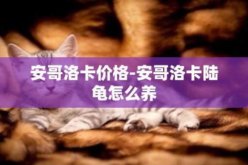 安哥洛卡價格-安哥洛卡陸龜怎么養