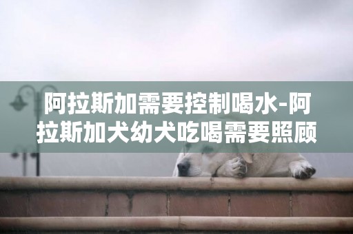 阿拉斯加需要控制喝水-阿拉斯加犬幼犬吃喝需要照顧