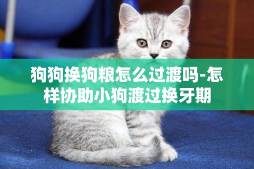 狗狗換狗糧怎么過渡嗎-怎樣協助小狗渡過換牙期