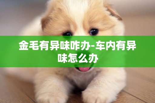 金毛有異味咋辦-車內有異味怎么辦