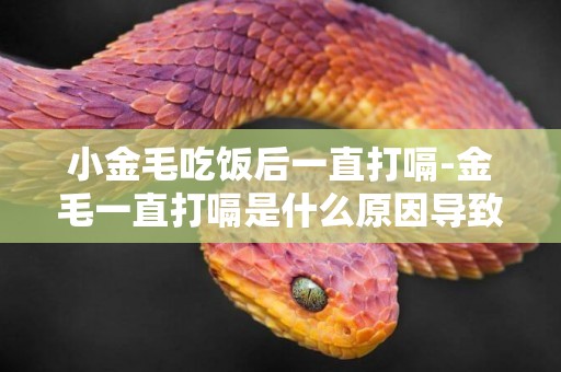 小金毛吃飯后一直打嗝-金毛一直打嗝是什么原因導致的