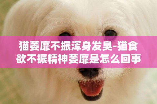 貓萎靡不振渾身發臭-貓食欲不振精神萎靡是怎么回事