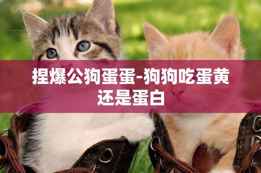 捏爆公狗蛋蛋-狗狗吃蛋黃還是蛋白