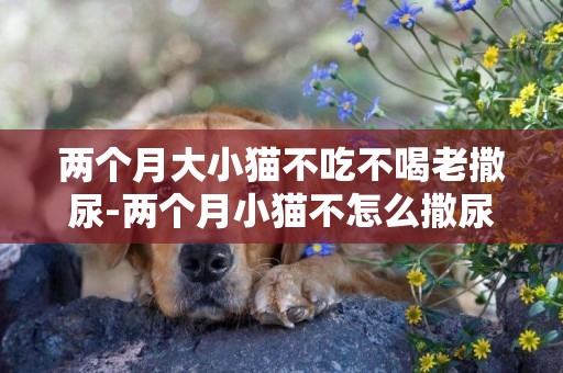 兩個月大小貓不吃不喝老撒尿-兩個月小貓不怎么撒尿