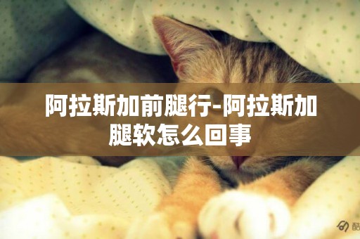 阿拉斯加前腿行-阿拉斯加腿軟怎么回事