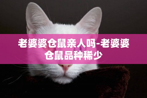 老婆婆倉鼠親人嗎-老婆婆倉鼠品種稀少