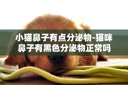 小貓鼻子有點分泌物-貓咪鼻子有黑色分泌物正常嗎