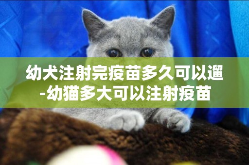 幼犬注射完疫苗多久可以遛-幼貓多大可以注射疫苗