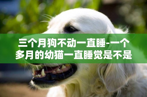 三個月狗不動一直睡-一個多月的幼貓一直睡覺是不是有問題
