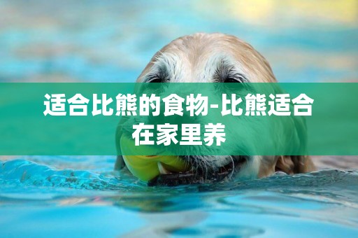 適合比熊的食物-比熊適合在家里養