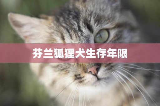 芬蘭狐貍犬生存年限
