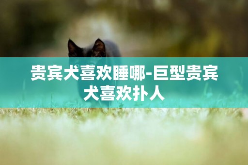 貴賓犬喜歡睡哪-巨型貴賓犬喜歡撲人