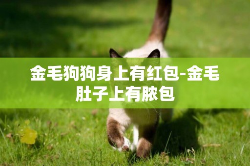 金毛狗狗身上有紅包-金毛肚子上有膿包