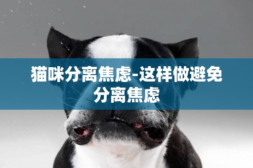 貓咪分離焦慮-這樣做避免分離焦慮