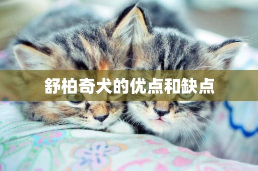 舒柏奇犬的優點和缺點
