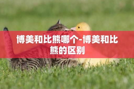 博美和比熊哪個-博美和比熊的區別