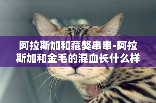 阿拉斯加和藏獒串串-阿拉斯加和金毛的混血長什么樣子