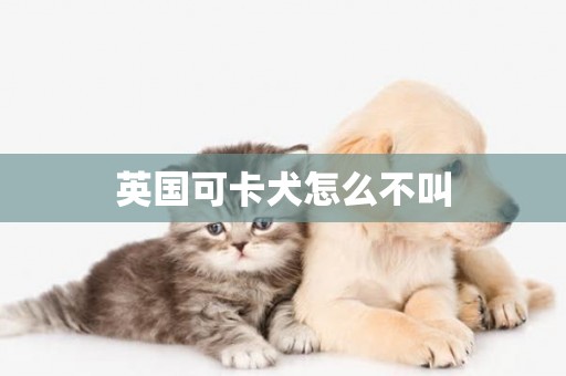 英國可卡犬怎么不叫